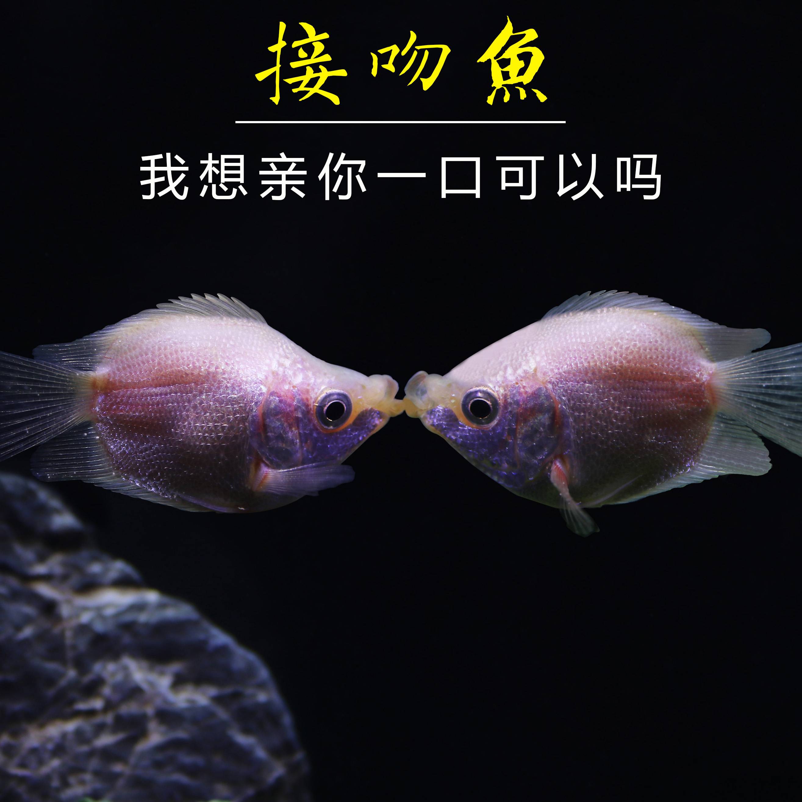 亲嘴鱼接吻鱼活体宠物鱼热带鱼观赏鱼萌萌哒鱼缸水族箱观赏鱼$ 7.