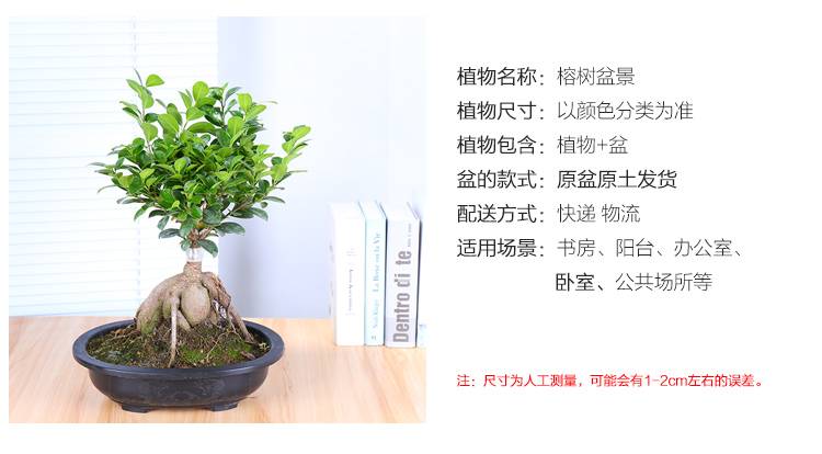 四季常青耐寒榕树造型树桩盆景苗室内植物人参榕小叶榕树盆栽绿植