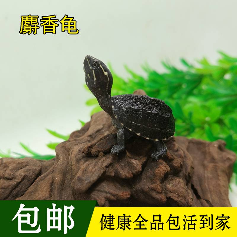 2018乌龟宠物龟麝香苗活体深水龟麝香龟迷你蛋观赏龟剃刀龟包邮 $75.