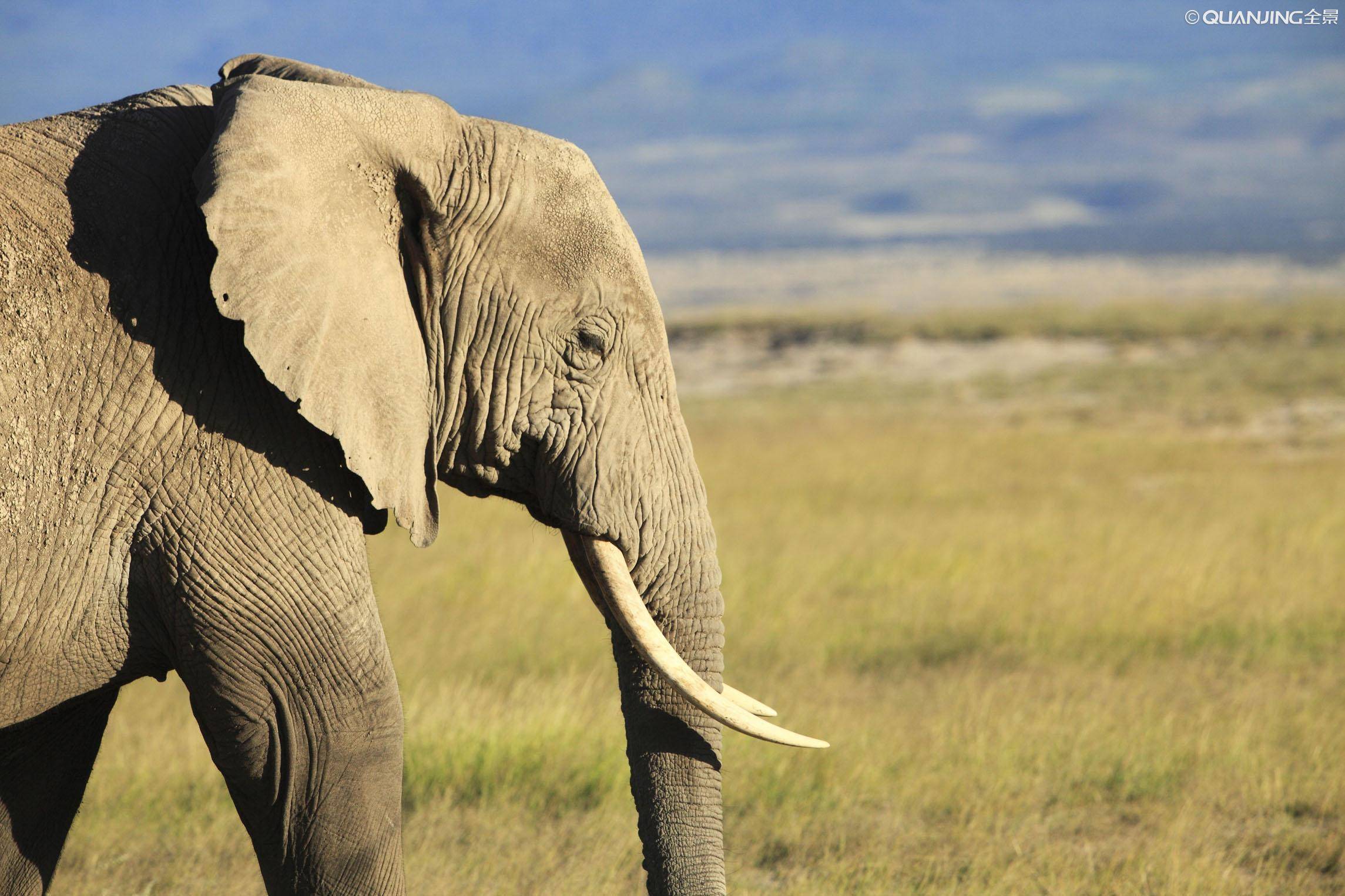 非洲象 | 高雄旅遊網