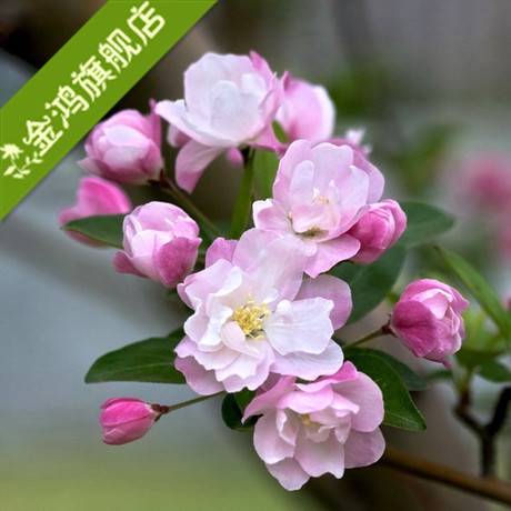 仙人球 自根黑斜子 球径2cm左右 特价多肉植物.