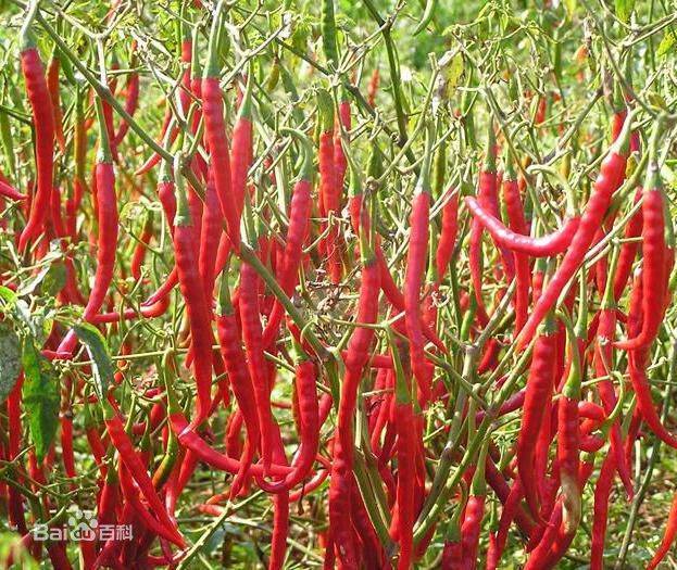 看着都会流口水的小泰椒产地安徽太和重量0.5kg￥ 5.00已售:1件