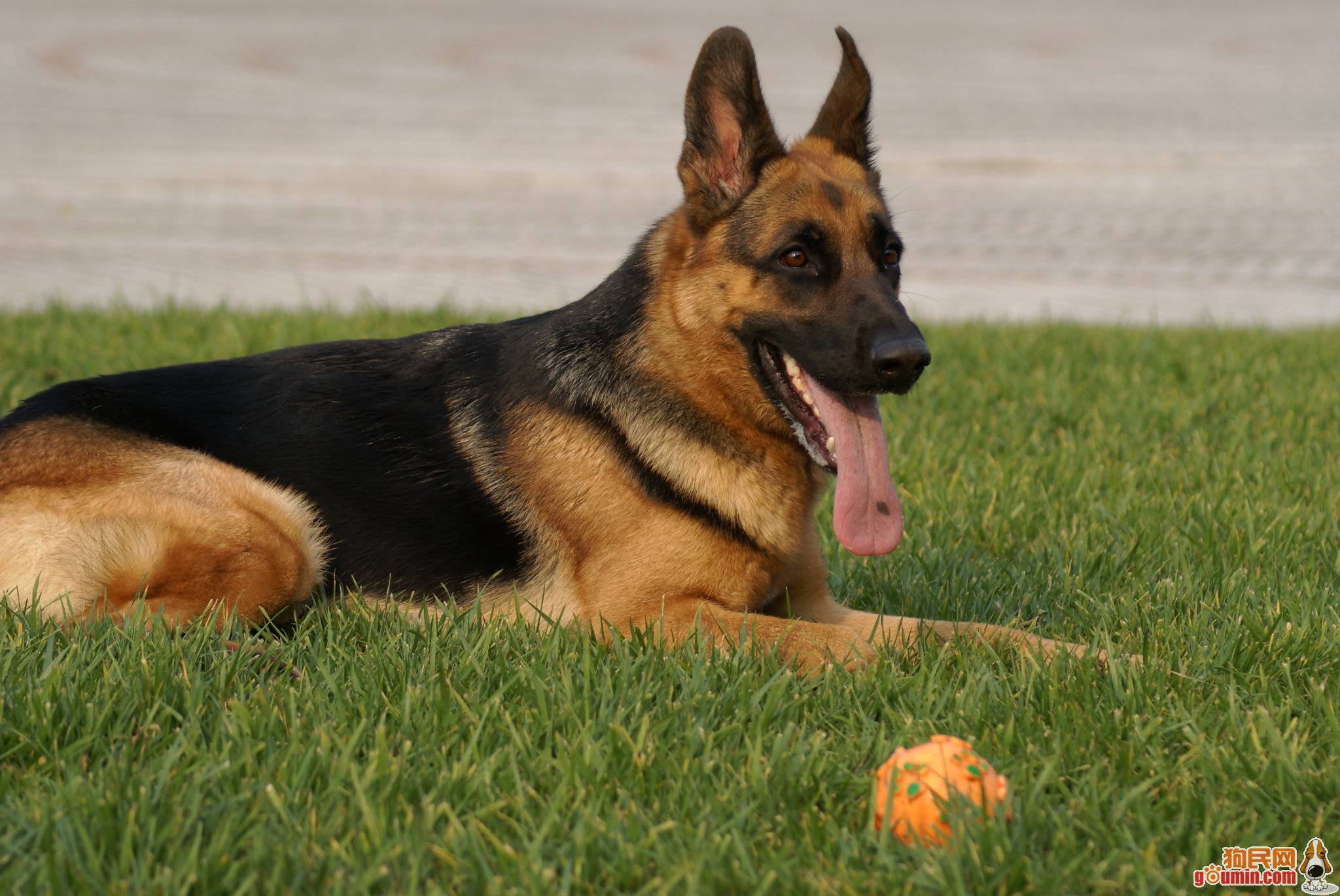 黑背 ￥550.00 已售:0件