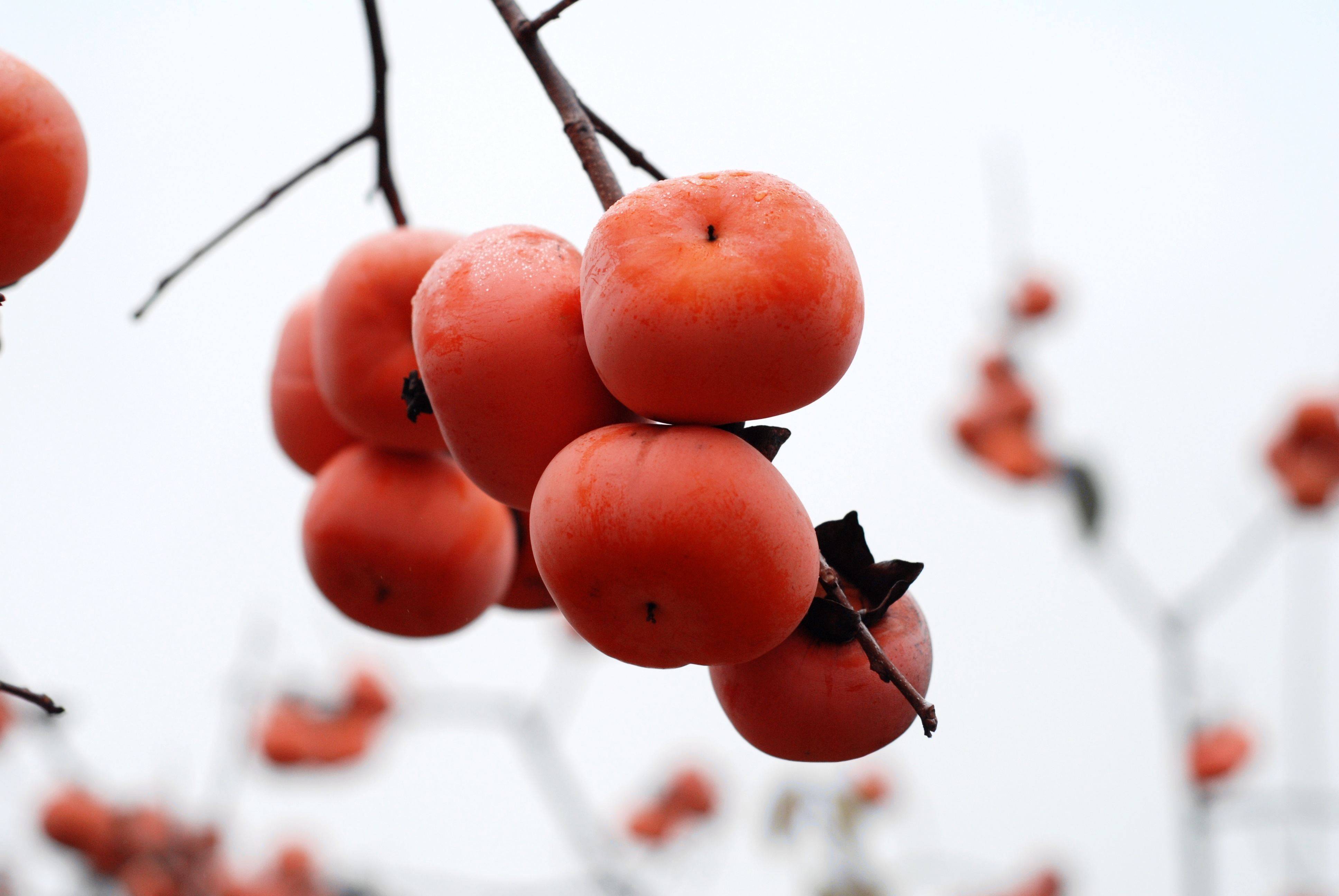 新鲜农家水果桂林恭城瑶山脆甜柿子10斤装包邮￥ 50.00已售:0件