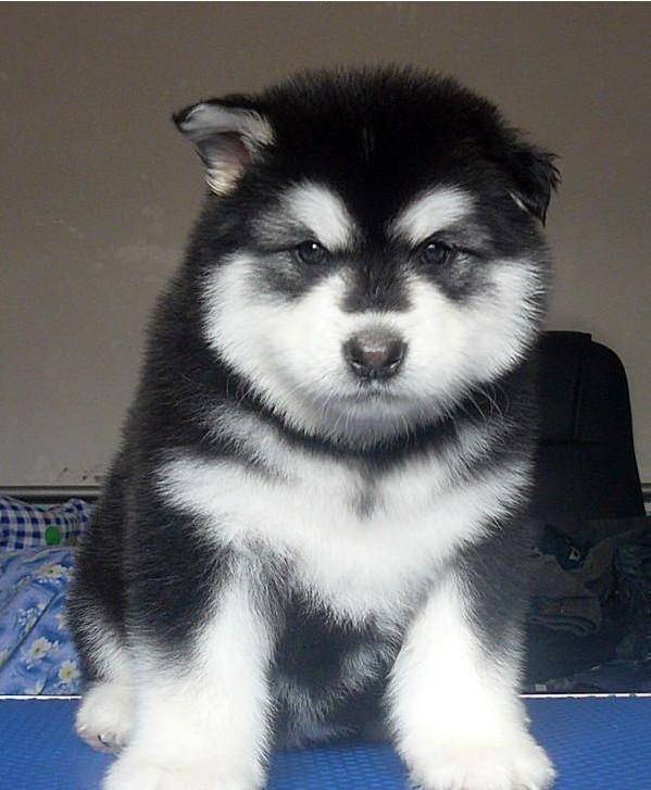 出售 阿拉斯加 幼犬 纯种黑白色 全国包邮 南萌宠物￥ 1200.