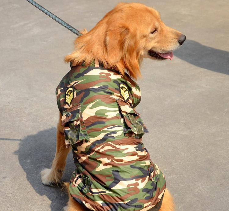 金毛军装制服￥ 19.90已售:0件