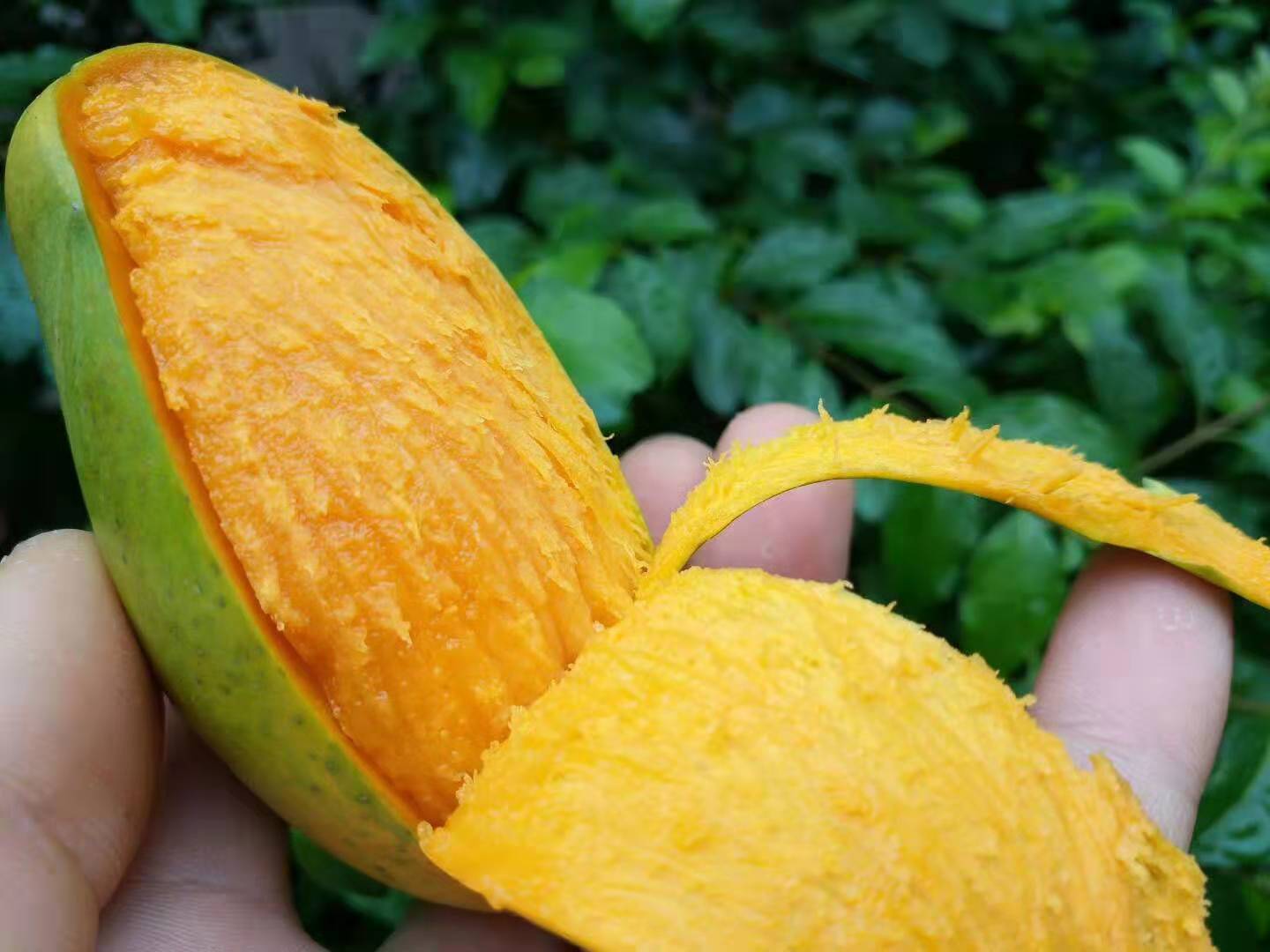 攀枝花米易椰香芒果 当季水果皮包 肉厚 核小 五斤 包邮 ￥88.