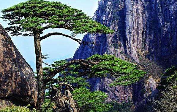 泰山顶上一青松 淘宝价￥1080.