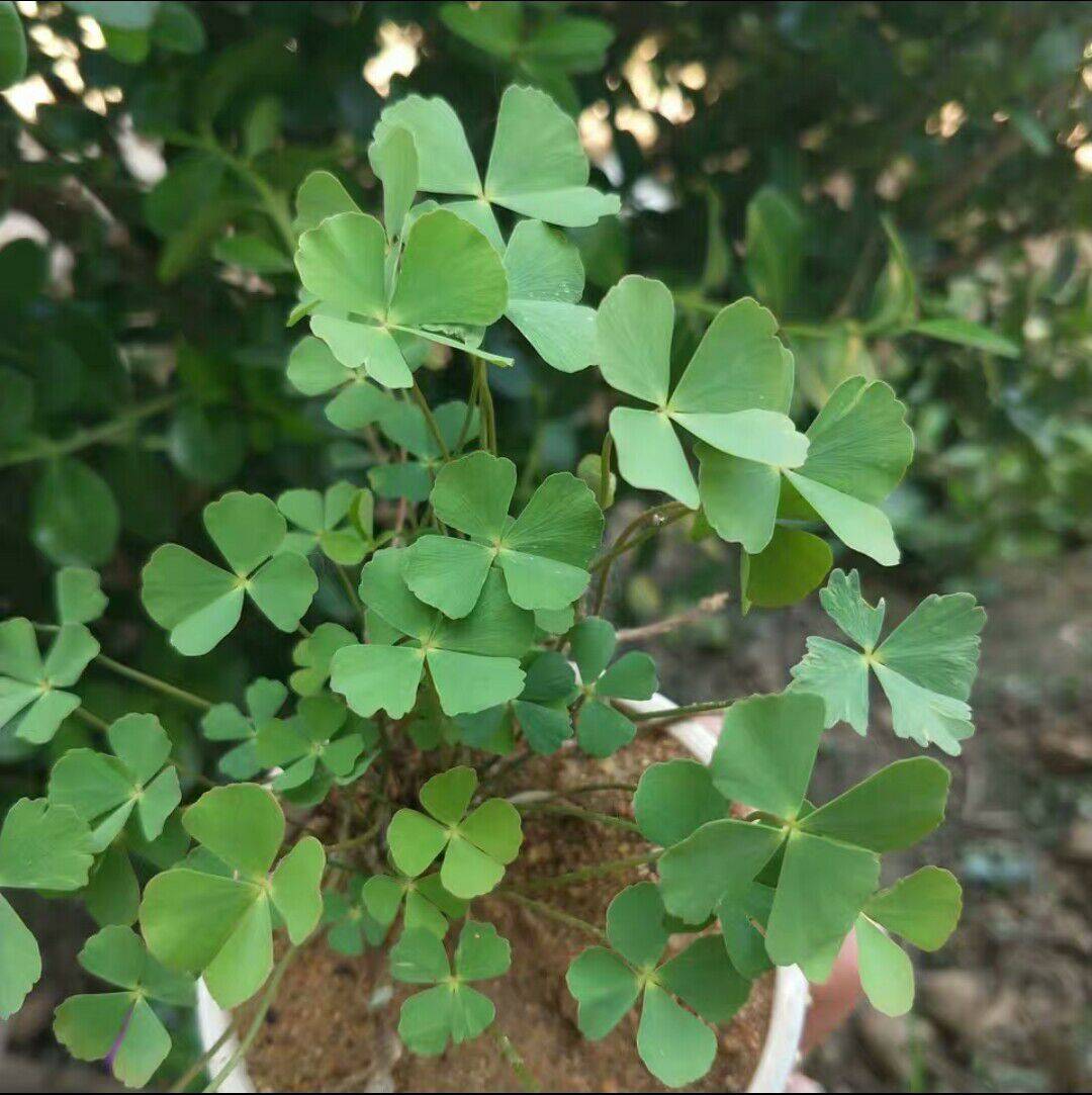 绿色叶子成钻石状花(绿色叶子成钻石状花的植物)