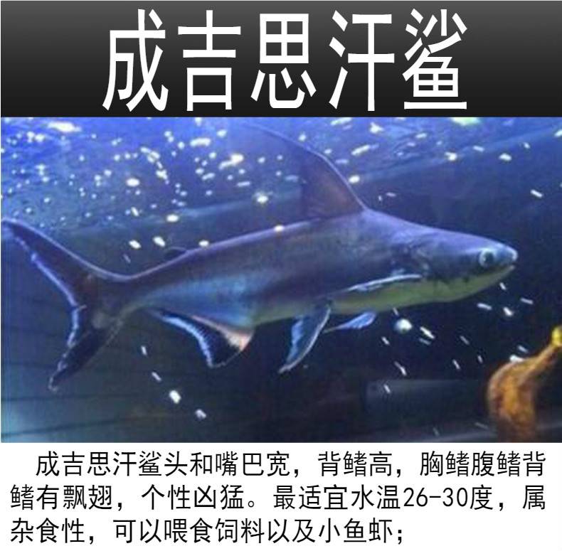 创业在线模拟商城