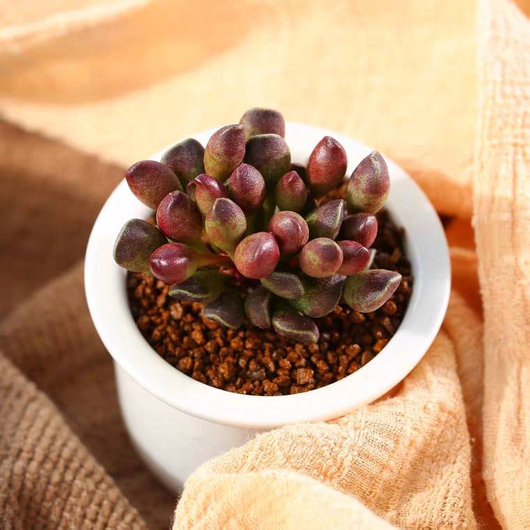 鼓槌水泡 多肉植物 ￥25.00 已售:0件